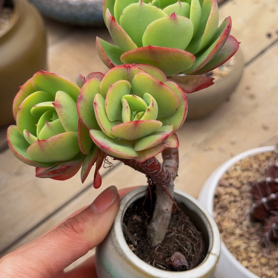 好姑娘多肉，桃蛋