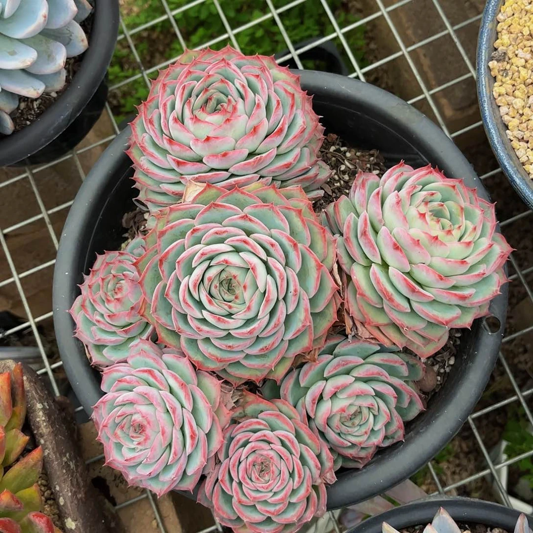 好姑娘多肉，侧影