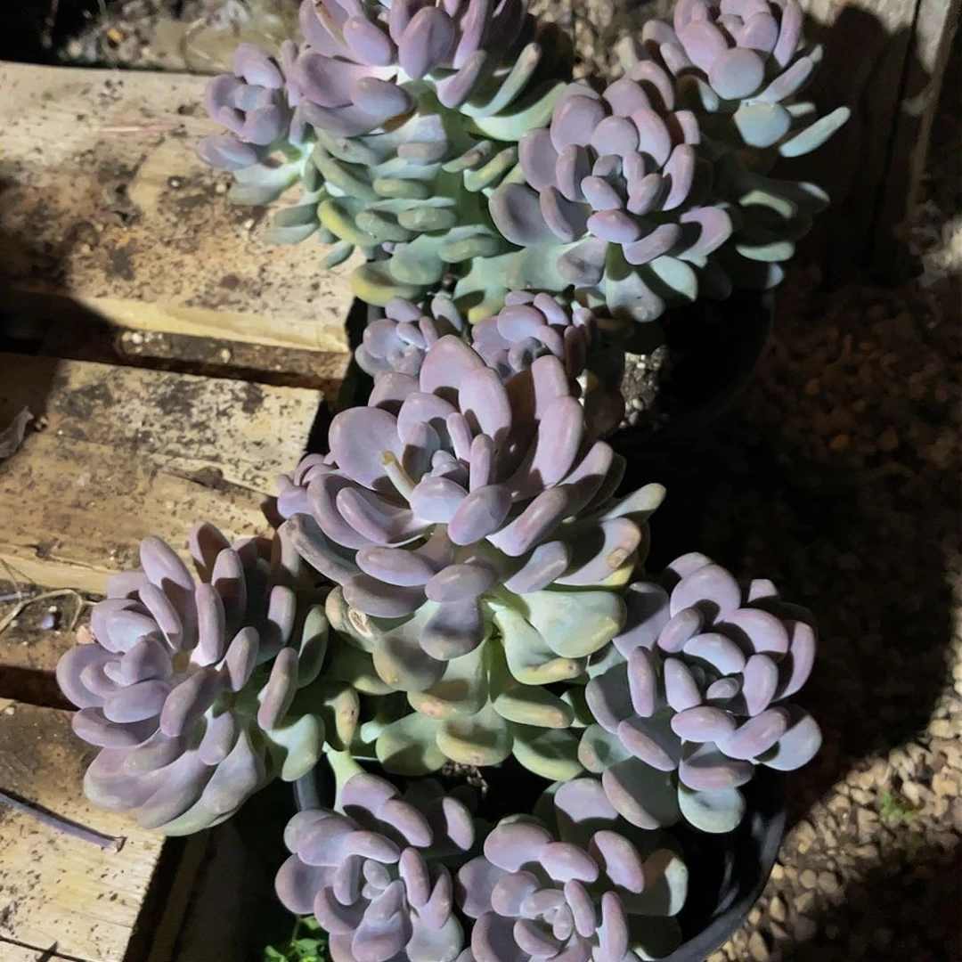 浮***。好姑娘多肉，月美人