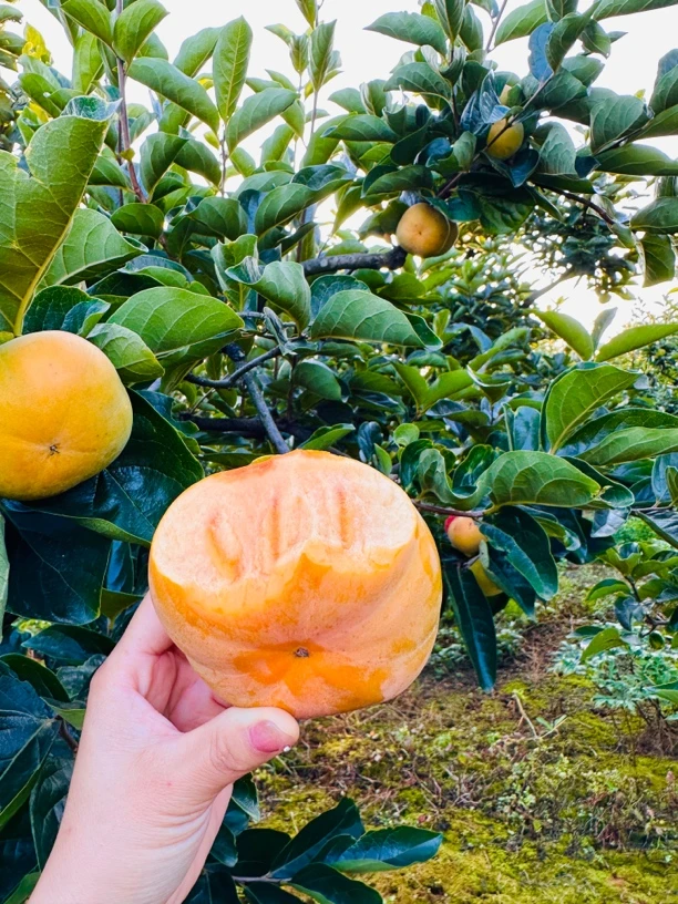 保山次朗糖心脆柿新鲜现摘现发5斤/9斤/(一级稀缺超大果)自然成熟