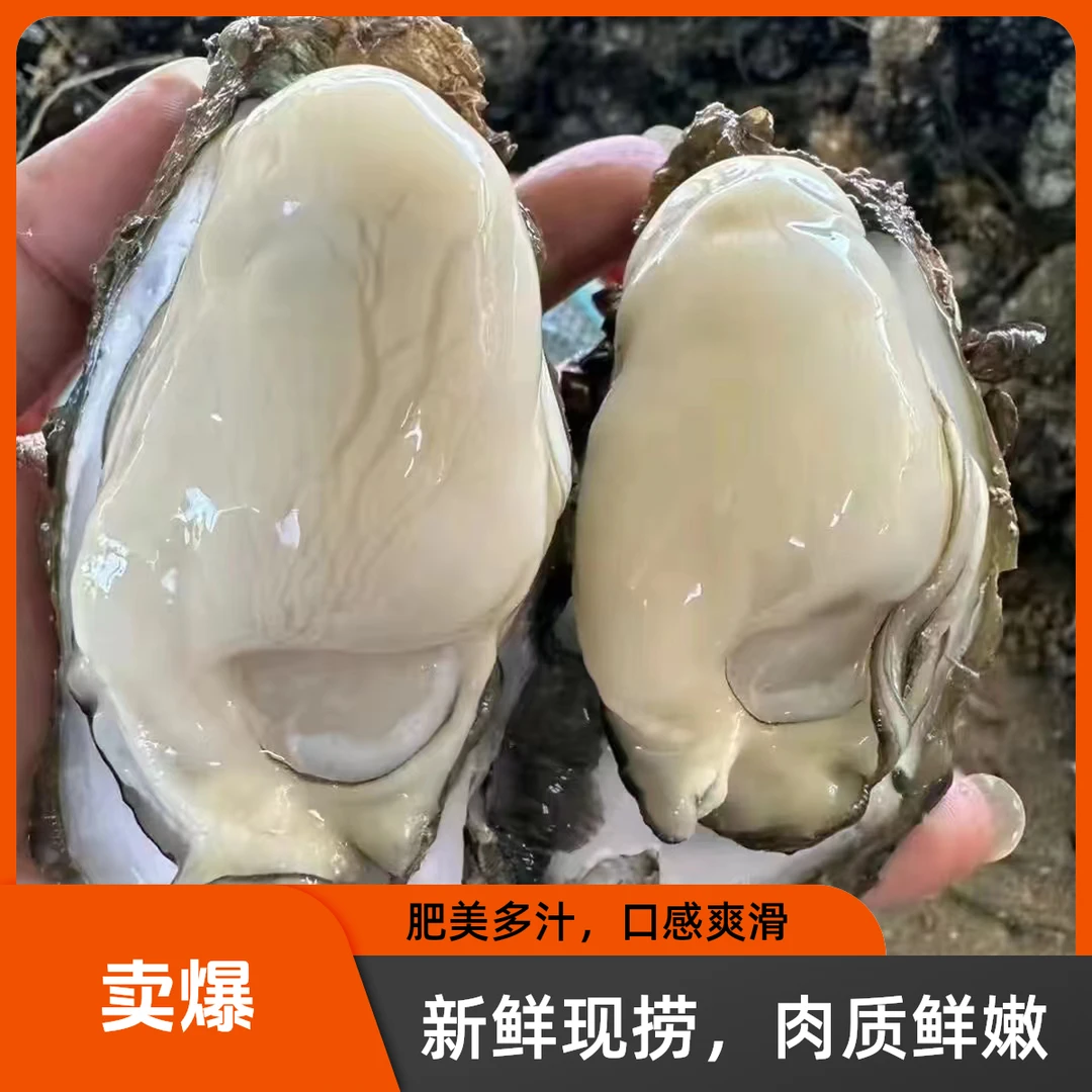 台山蚝鲜汇 中海蚝 鲜甜脆口 每罐生蚝18-22个/斤