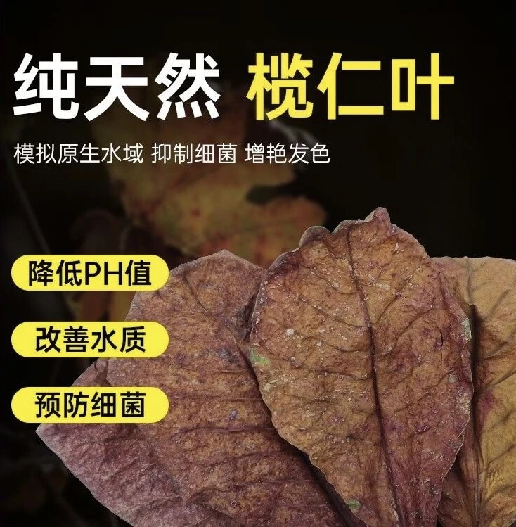 榄仁叶泰国斗鱼小型热带鱼调节水质降低PH值预防细菌纯天然榄仁叶