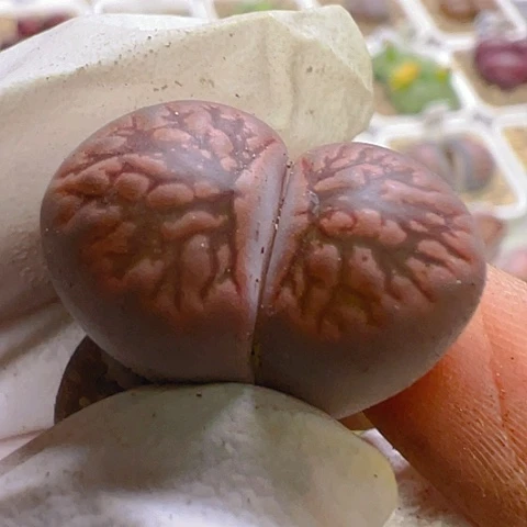 【闪购商品】25583