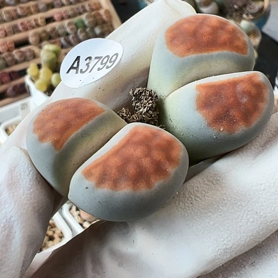 【闪购商品】3799,333