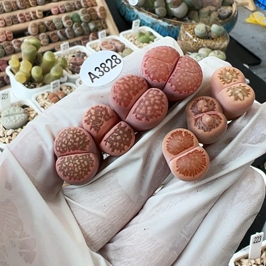 【闪购商品】3828，粉体