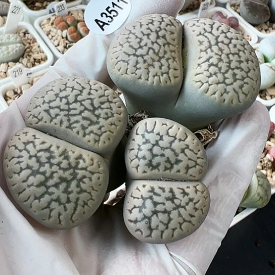 【闪购商品】3511，33