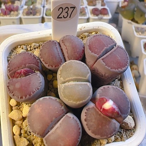 【闪购商品】23270