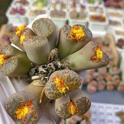 【闪购商品】23786