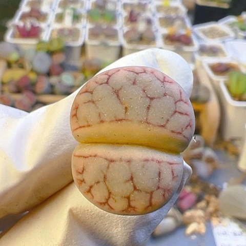 【闪购商品】24067