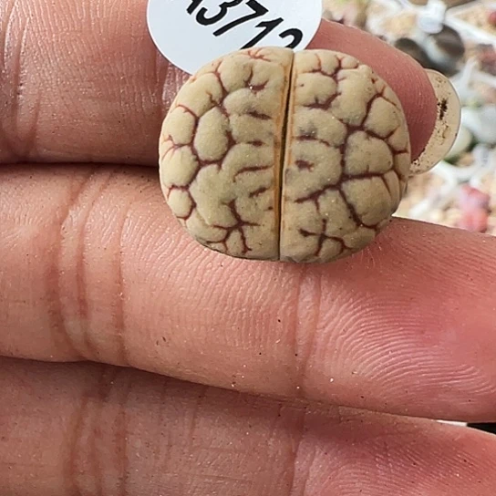 【闪购商品】3712，111