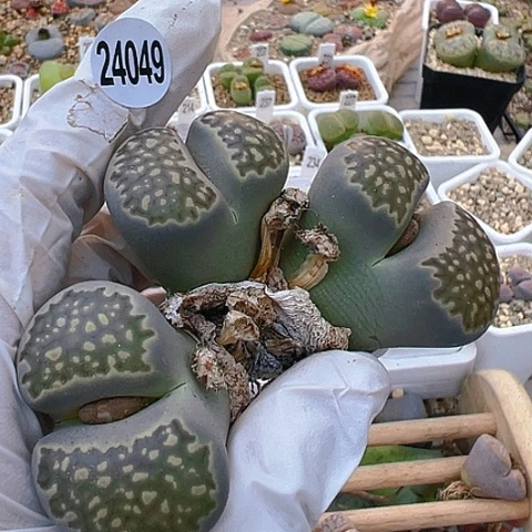 【闪购商品】24049