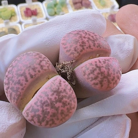 【闪购商品】5544，33