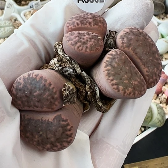 【闪购商品】3502，33