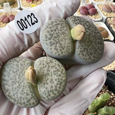 【闪购商品】00123