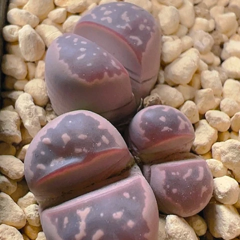 【闪购商品】25398