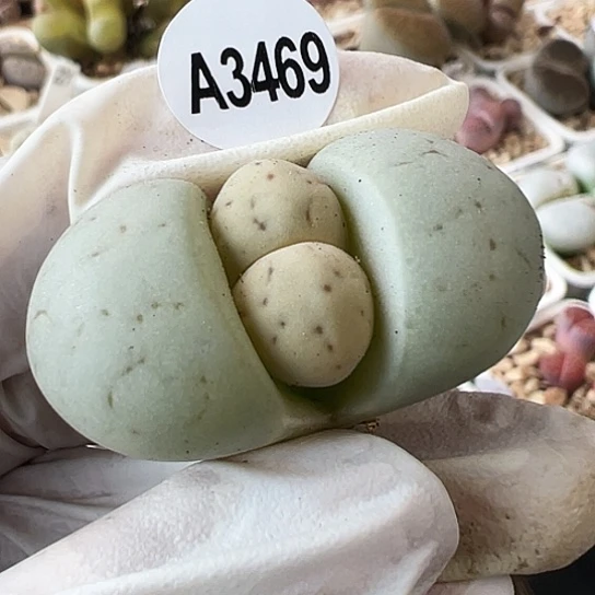 【闪购商品】3469，33