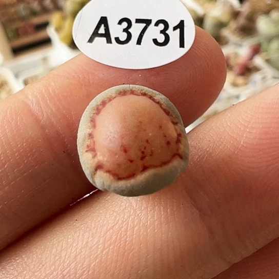 【闪购商品】3731，333
