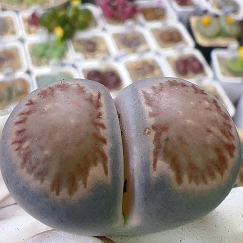 【闪购商品】24859，3公分