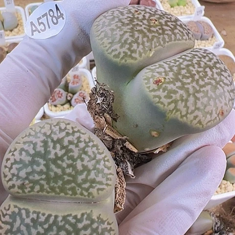 【闪购商品】5784，33