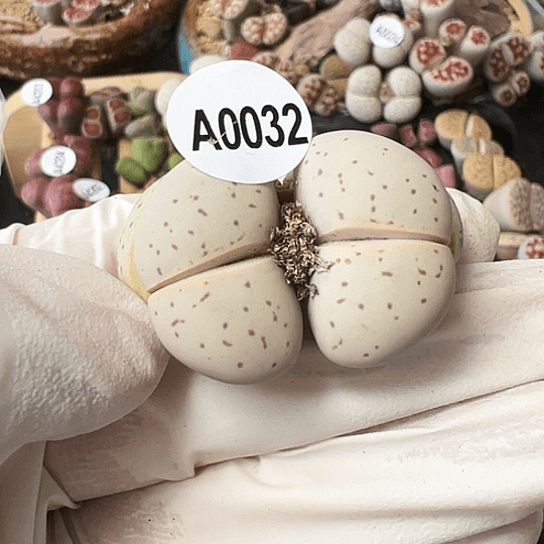 【闪购商品】0032，333