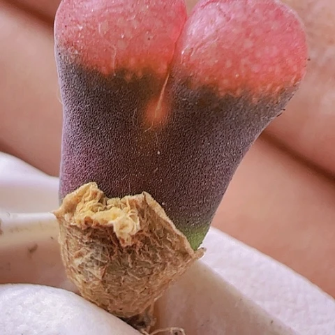 【闪购商品】5612，33