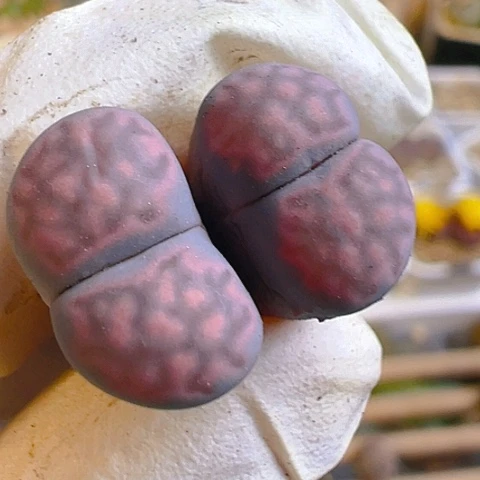 【闪购商品】23944