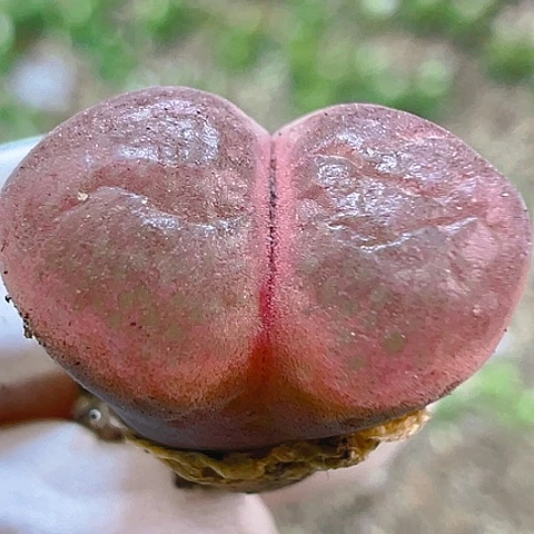 【闪购商品】22186