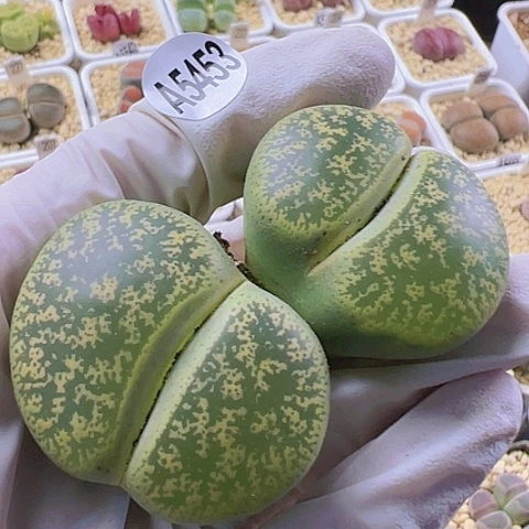 【闪购商品】5453，33