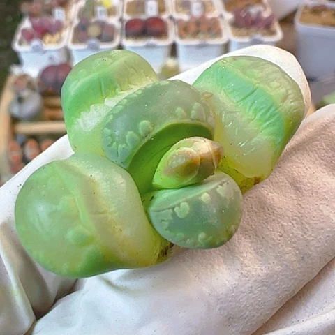 【闪购商品】22947