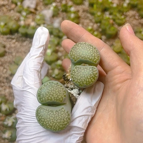 【闪购商品】222244，4.5公分