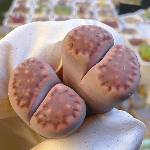 【闪购商品】24059