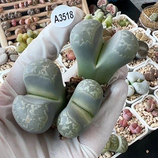 【闪购商品】3518，333