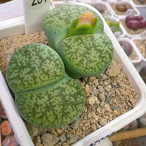 【闪购商品】25688