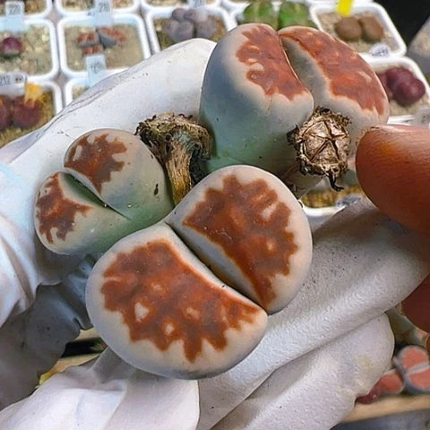 【闪购商品】24355