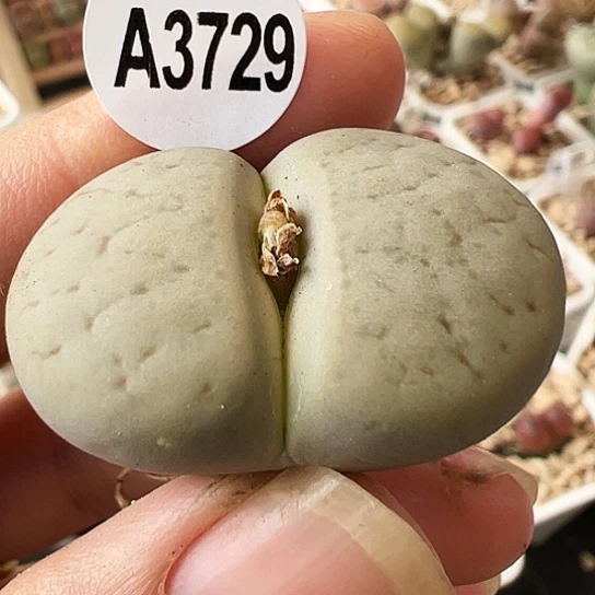 【闪购商品】3729，33