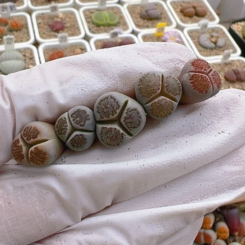 【闪购商品】10305