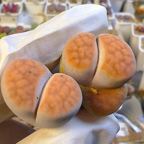 【闪购商品】23629