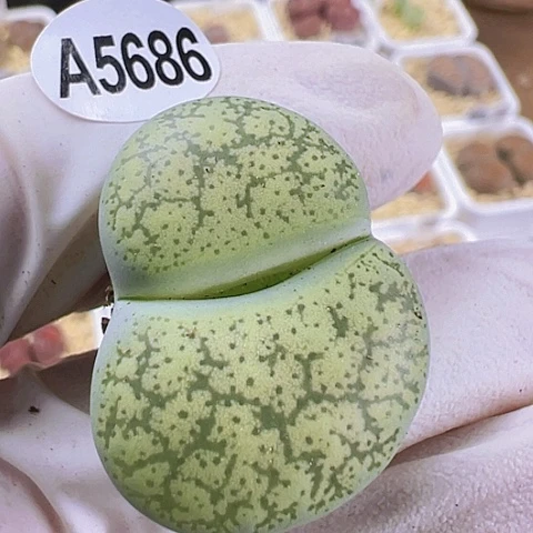 【闪购商品】5686，33