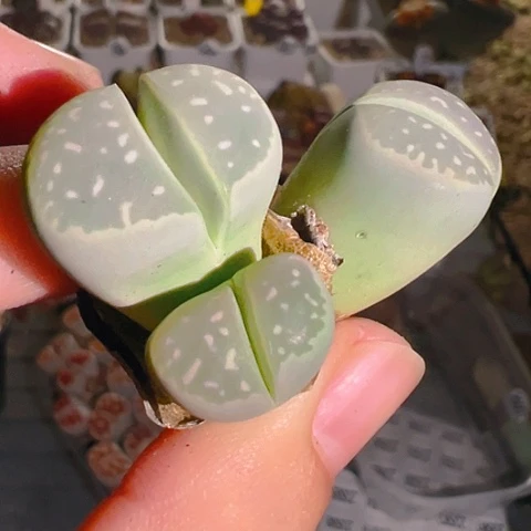 【闪购商品】6788877