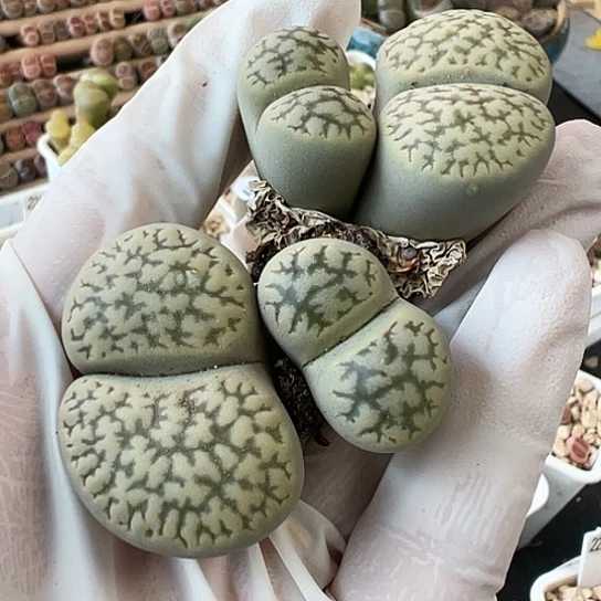 【闪购商品】3820，333