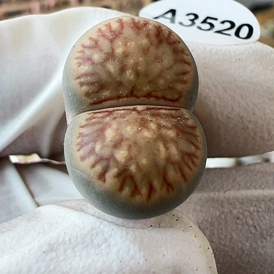 【闪购商品】3520，33
