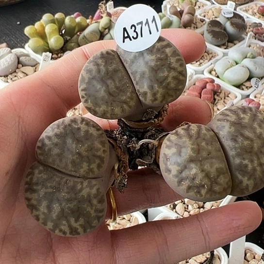 【闪购商品】3711，33