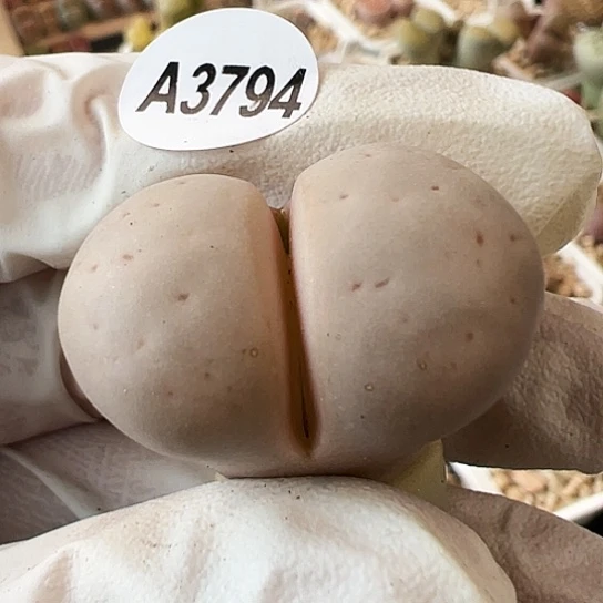 【闪购商品】3794，粉体