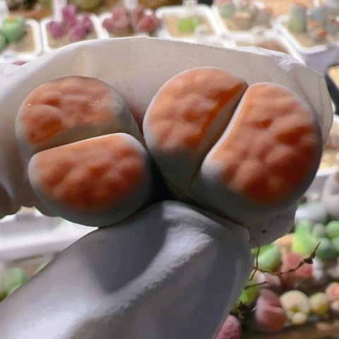 【闪购商品】25921