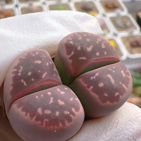 【闪购商品】10136