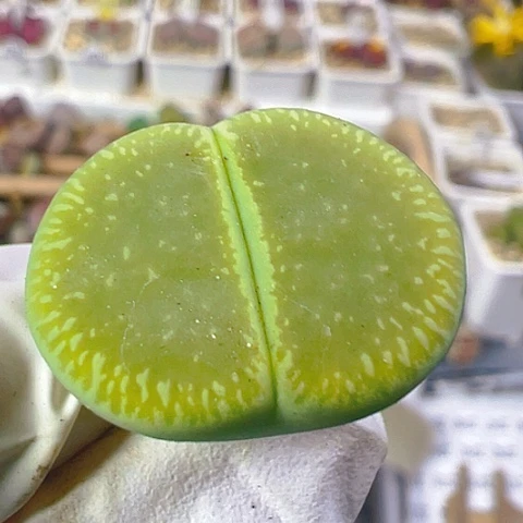 【闪购商品】23698