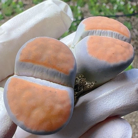 【闪购商品】22260