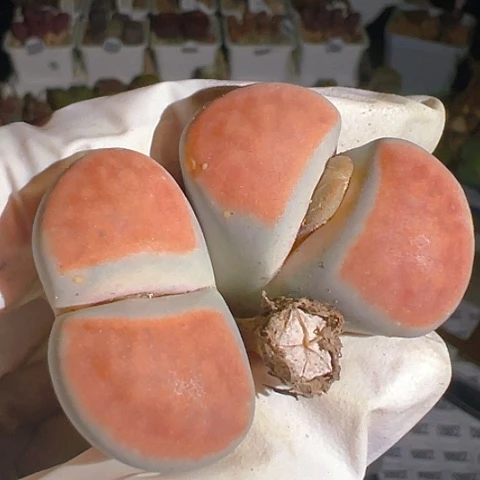 【闪购商品】67788