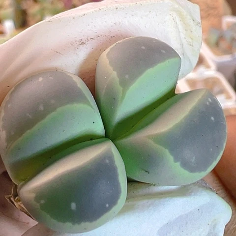 【闪购商品】25829