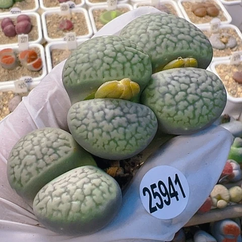 【闪购商品】25941